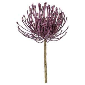 Dekoračná Rastliny Protea, 48cm