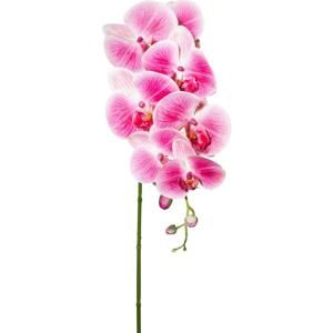 Orchidea Phalänopsis Sissi